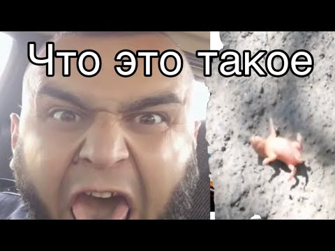 Что за животные я в шоке 🤯