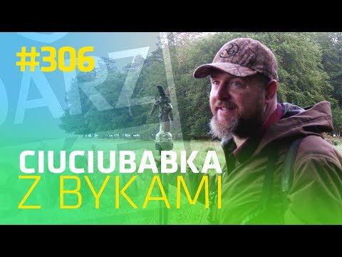 Darz Bór odc 306 - Ciuciubabka z bykami