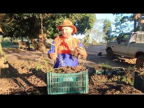 Mudas de Ginseng Querência do Norte PR. Instagram @misaelginsengquerencia.