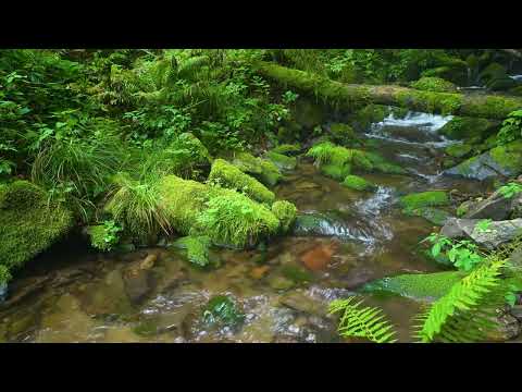 Small Streams in the Forest, Beautiful Birds Singing, Nature Sounds