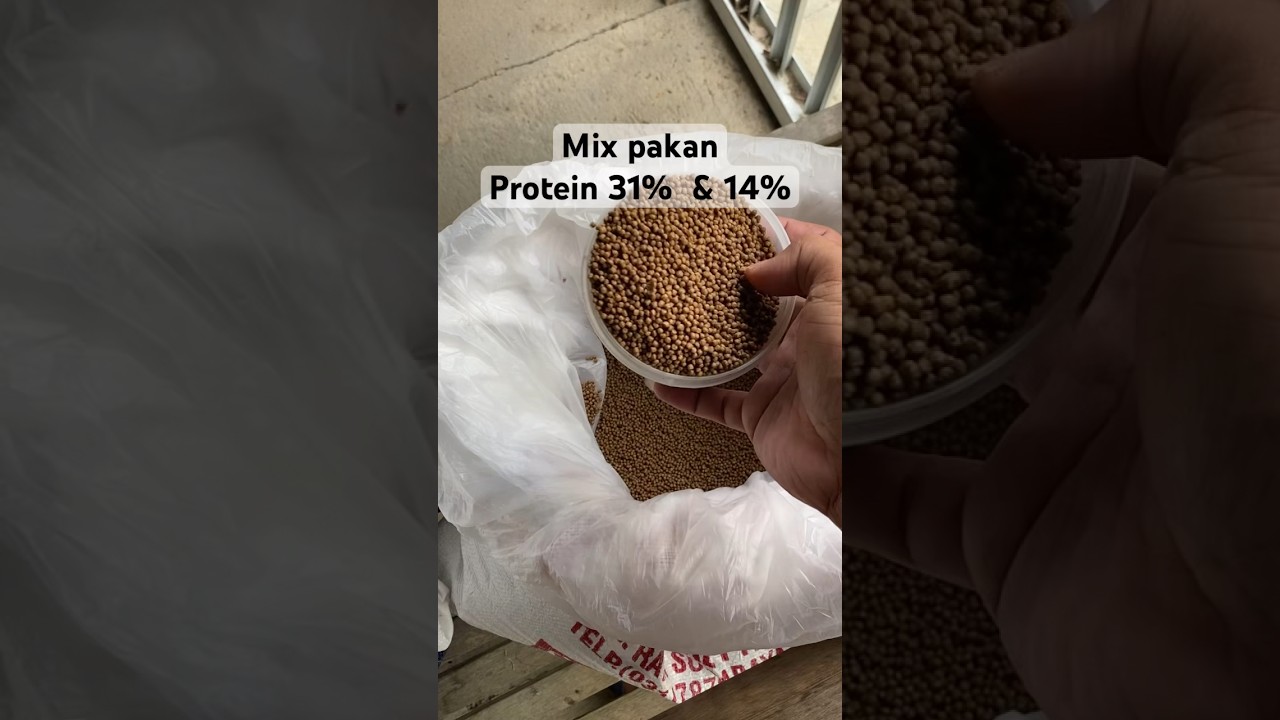 Mix fish feed with 31% and 14% protein for raising tilapia aged 4-6 months - more economical