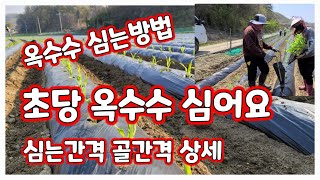 초당옥수수 심는방법 골 간격 포기간격 [옥수수재배방법]
