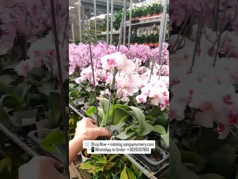 📱 Short — flowering plant tips