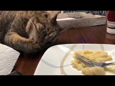 MOST FUNNY CAT TRY TO NOT LAUGH
