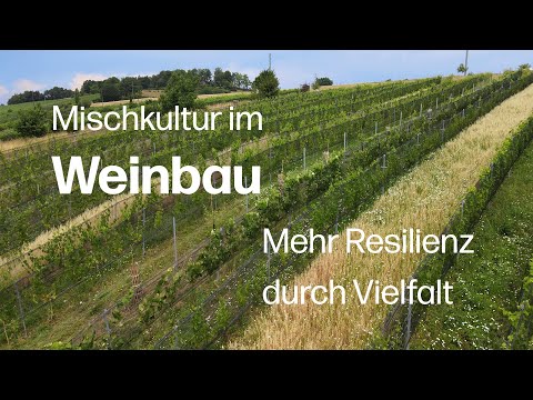 Mehr als nur Wein: Wie Mischkulturen den Weinbau krisenfest machen können