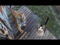 When Your Cat Brings Home A Friend Cats Vs Animals