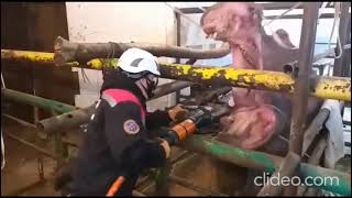 В шымкентском зоопарке умер бегемот