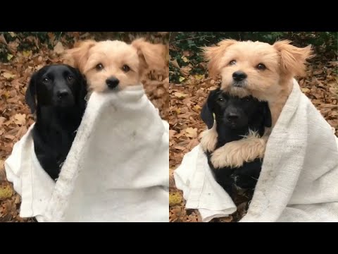 Gentle Rescue Dog Loves Hugging His Best Friend