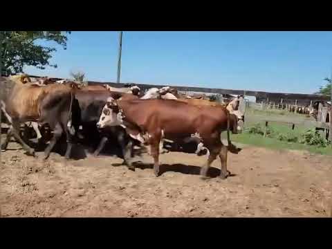 Novillos en 9 de Julio, Corrientes.