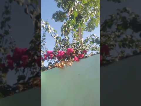 carmelita de oliveira área sua casa verde mostrando seu quintal riachão das neves cariparé bahia