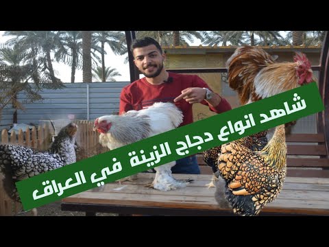 , title : 'تربية دجاج الزينة في العراق وماهي مصادره وطريقة تربيته وهل هي مجرد هواية أم وسيلة للكسب والربح؟'