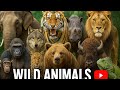 Wild Animals Adventure 4k