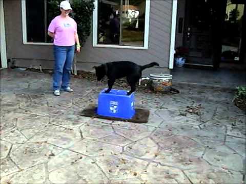 Puppy learns to sit on a platform