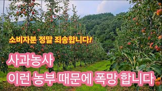 사과농사 이런 농부 때문에 미래가 절망적이다 이런 사과는 판매도 사먹지도 말아야 됩니다
