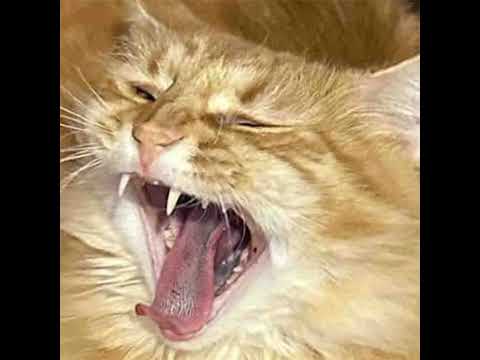 TIGER PISS FREESTYLE