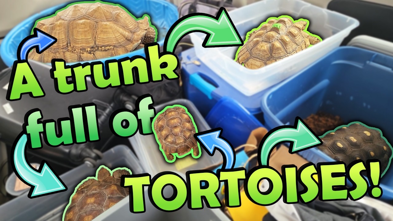 Driving Cross-Country for Rescued Tortoises!