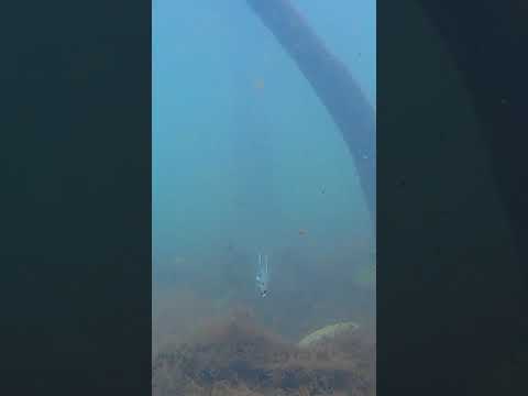 Vídeo Isca Soft Monster 3X X-Bug - 9cm C/ 2UN