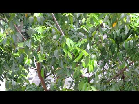 Canon PowerShot SX130 IS Review - Sample Video