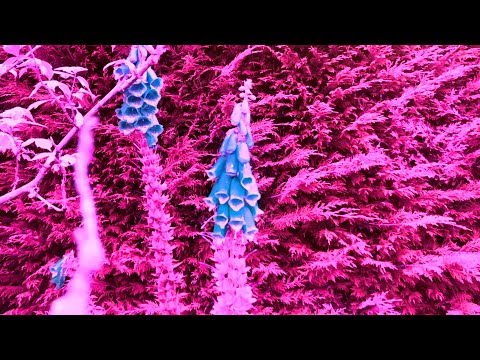 Video thumbnail for Foxgloves