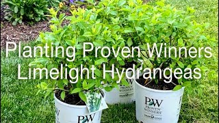 Planting Proven Winners Limelight Hydrangeas 🌸😍 | EverCrest