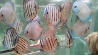 preview picture of video 'saigon aquarium'