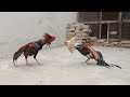 Amroha Rooster 20 Times Loudly Crowing Sound Murga Hen