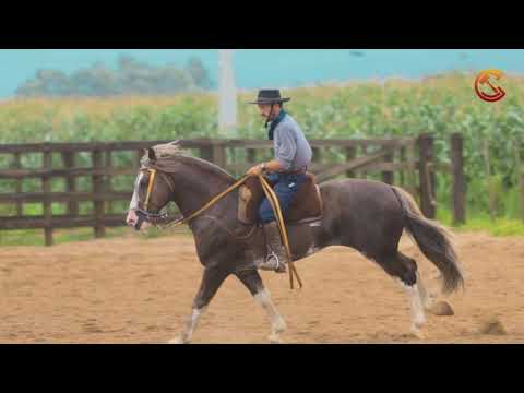 Albatroz dos Castanheiros