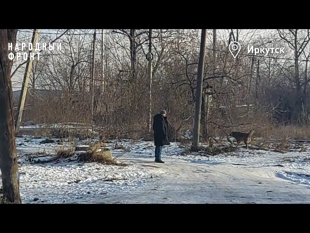 В Иркутске стая собак напала на школьницу.