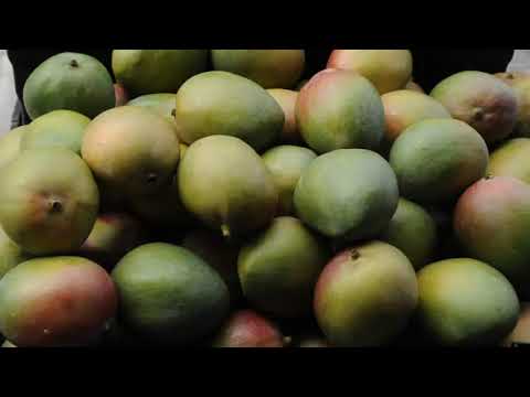 DLF 04.08.2018 Vor 50 JahrenAls in China die Mango-Manie begann