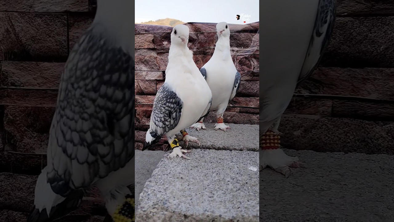 Rare Beauty - Satinette Love Birds 💖🕊️  #fakhribirds #pigeon #kabootar #kabutar #pigeonlover #shotrs