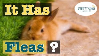 Fleas in Rabbits. What Treatment Works? Can They Die or Transer to Humans? Any Instantly Treatment?