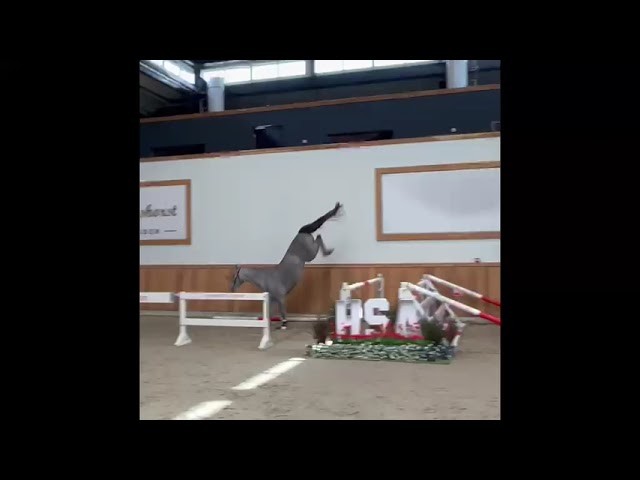 Jumping movie Salut (Inaico VDL x Valentino DDH, CSI 1.40).