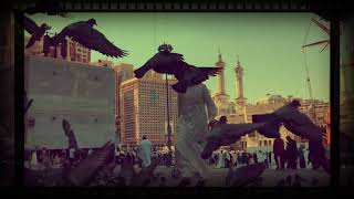 Download lagu AL Habib ( The Loved One ) By Talib Al HAbib Lirik & Terjemah mp3