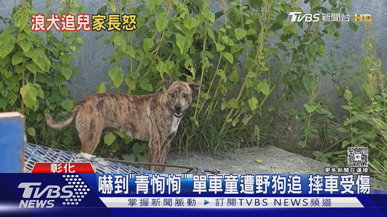 13歲男童騎單車遭10多隻野狗追趕！摔車狂奔800公尺　渾身傷回家
