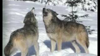 John Denver-Amazon &quot;Let This Be A Voice&quot;   (Wolves)