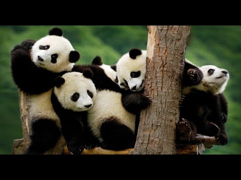 image-When was the giant panda first discovered?