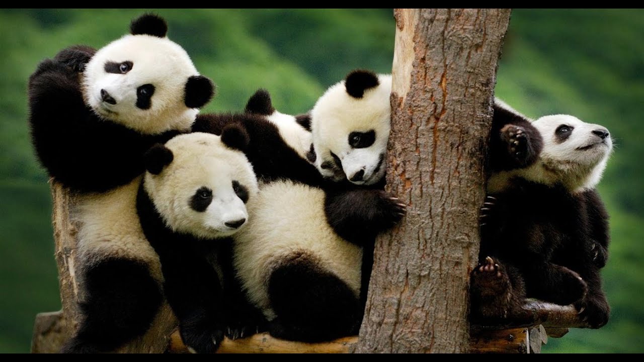 Panda Makers