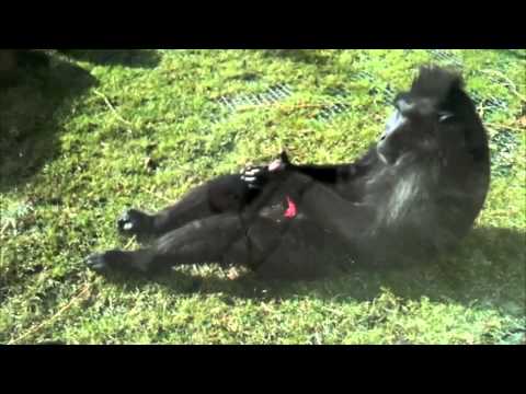 Spanking Da Monkey Feb 2011