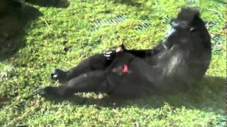 spanking da monkey feb 2011