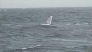 preview picture of video 'Caleb Windsurfing Little Compton'