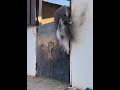 Funny horse #funny #petshub #pets #animals #horse