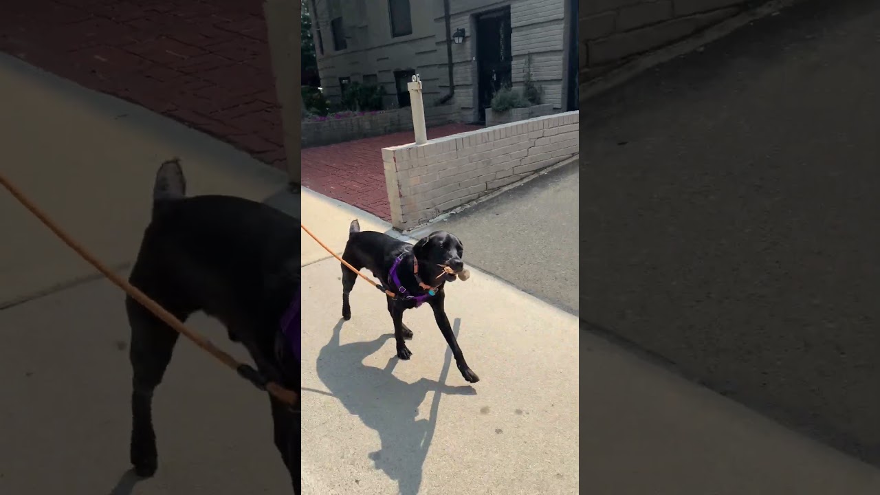 Enlarge Bobby, a Adoptable Black Labrador Retriever in Washington, DC video 6/6
