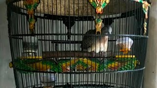 Download lagu SUARA PERKUTUT USIA 2,5 BULAN [ K. G1 ] RING JIHAN BIRD FARM mp3