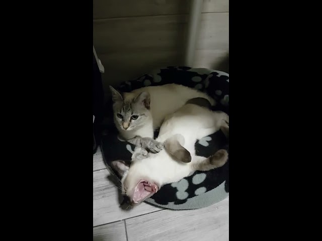 Hodowla Kotów Tajskich Viosna*PL - Helenka i Cody