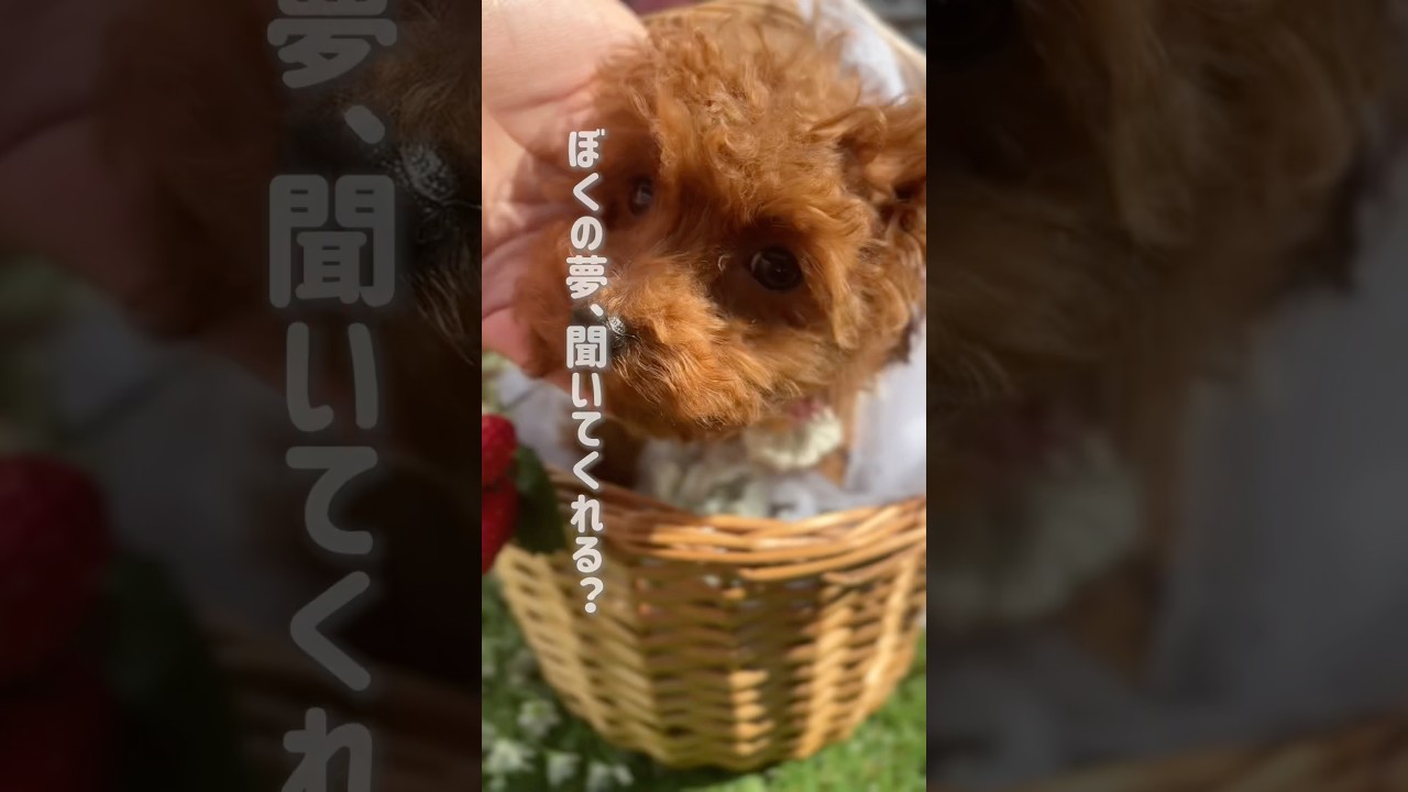 こんなに可愛いのに、まだ家族いません#子犬飼い主募集中