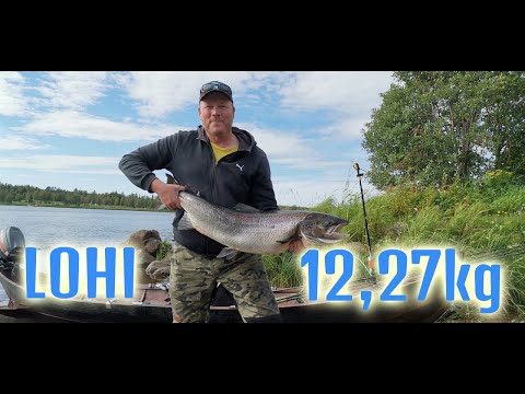 Tornionjoki 15.8.2020 Lohi 12,27kg