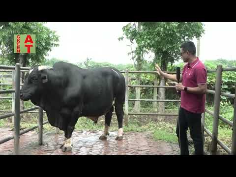 50% Frisian Bull 4719 এর মা দাদী নানী ও ফিল্ডে ওর বাচ্চাদের রেকর্ড জেনে নিন | Savar dairy