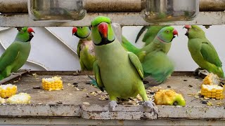 How to Identify Best Talking Parrot | Urdu / Hindi | PBI Official