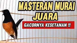 Download lagu Masteran Murai Batu Juara || Gacor Kesetanan !! mp3 Download lagu Masteran Murai Batu Juara || Gacor Kesetanan !! mp3