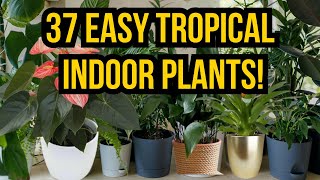 37 Best Easy-to-Care Tropical Indoor Plants | Which Tropical Plant Is Best For Your Room?